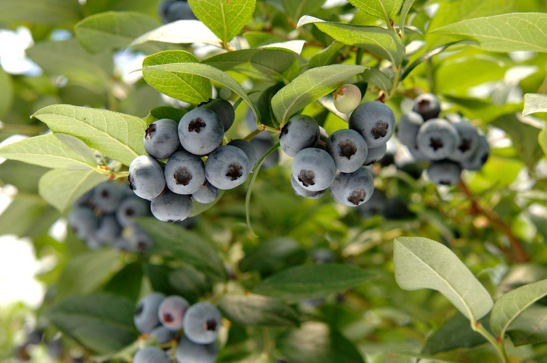 A livello globale il mirtillo è il piccolo frutto in più rapida ascesa; per questo mercato in costante espansione il Trentino è un player importante a livello nazionale. È partita da questi presupposti la conferenza europea “Blueberry”, organizzata dalla Fondazione Edmund Mach in collaborazione con Consorzio Innovazione Frutta e Cooperativa Sant’Orsola.