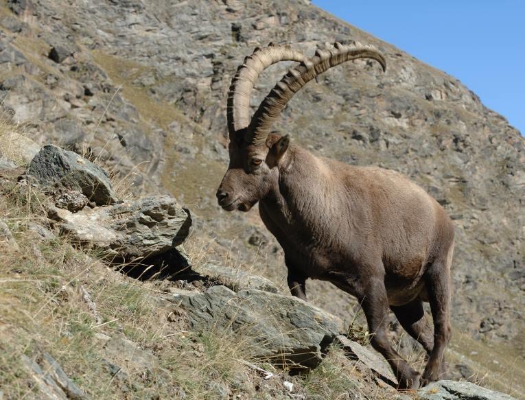 Proseguendo nelle azioni volte a rafforzare il settore della gestione della fauna selvatica ed ittica, la Giunta provinciale, nella sua ultima seduta, ha disposto, tra le altre cose, l'istituzione di un nuovo servizio provinciale, il Servizio faunistico, scorporando le materie di competenza dall'esistente Servizio foreste e fauna, che diventerà quindi Servizio foreste. “Rivestendo il Servizio foreste e fauna lo spettro di competenze più ampio, si è ritenuto di scorporare le competenze in materia di fauna selvatica ed ittica così come quelle in materia di gestione dei grandi carnivori, in particolare orso e lupo. Infatti, tutta la gestione della fauna selvatica ed ittica ha visto negli anni aumentare in misura rilevantissima le necessità amministrative, organizzative e operative, sia in termini di responsabilità, che di numero di giornate uomo dedicate, tanto da far emergere un eccessivo onere in termini di carico di attività in capo al Servizio Foreste e fauna.