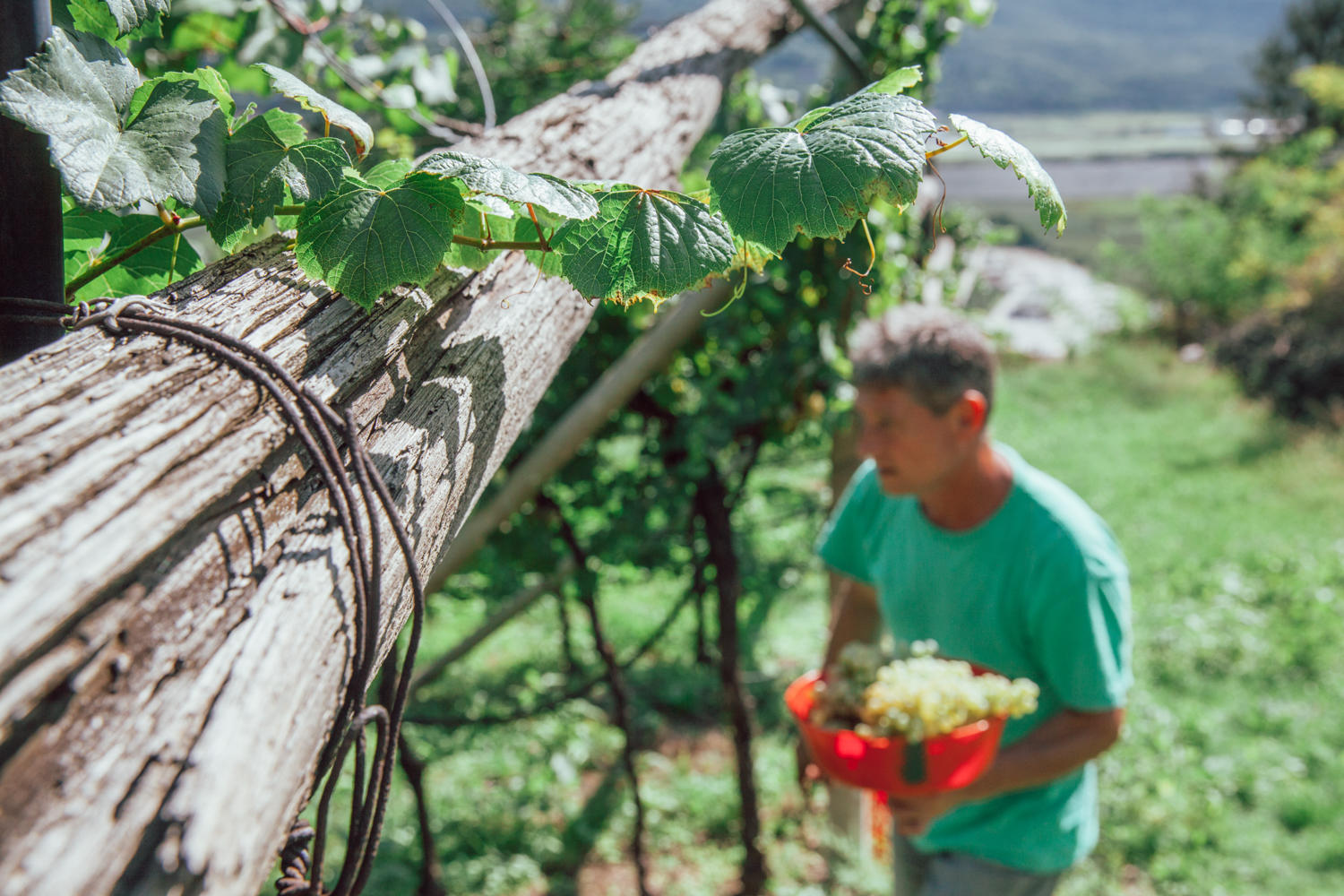 Sono 1.439 le persone che si sono candidate a lavorare in agricoltura nel periodo agosto-novembre 2020. La raccolta dei nominativi è stata avviata pochi giorni fa dall'Agenzia del Lavoro e sta già riscuotendo un buon successo.