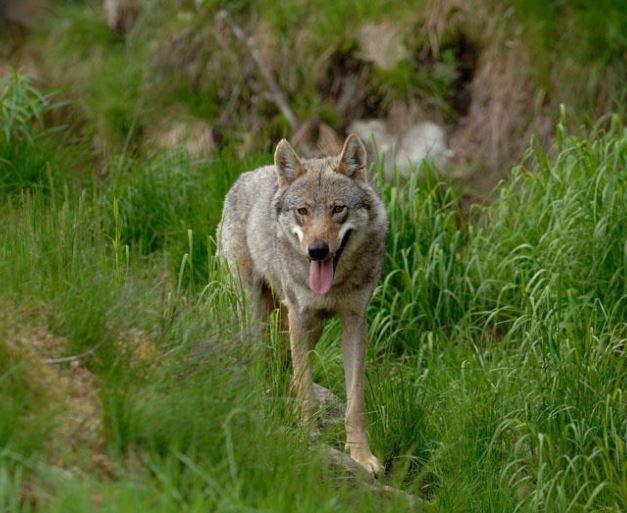 Un preoccupante intensificarsi degli attacchi dei lupi a carico del patrimonio zootecnico, in particolare in Val di Fiemme e nel Lagorai, ed evidenti atteggiamenti di maggiore confidenza da parte di questi grandi carnivori presenti sul nostro territorio: lo riportano non solo le cronache di questi giorni, ma risultano soprattutto da una relazione tecnica redatta dal Settore Grandi carnivori del Servizio Foreste e fauna che ha effettuato sopralluoghi ed esami accurati sui casi di predazione segnalati da alcuni allevatori e su avvistamenti avvenuti in prossimità di centri abitati.