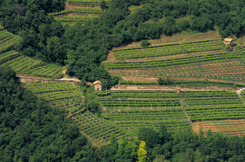 “La drammatica situazione che stiamo attraversando a causa della pandemia del Covid-19 ha dimostrato in maniera inequivocabile quanto le imprese della filiera agricola, industriale, della pesca e distributive siano in prima linea a servizio del Paese, continuando ad assicurare con grande senso di responsabilità, non senza difficoltà, un costante rifornimento di prodotti agroalimentari di qualità, con gli standard più elevati a livello globale, in quantità sufficiente e a prezzi accessibili a tutti i consumatori, contribuendo in tal modo alla tenuta socio-economica dell’Italia”. 