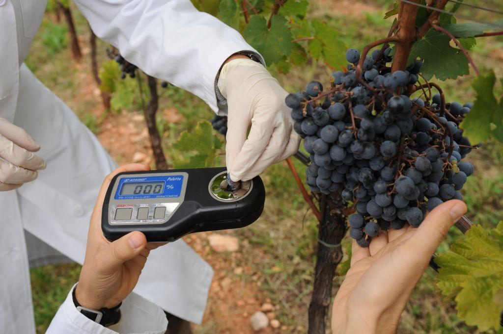 E’ stata una vendemmia con una partenza difficile a causa dei problemi di sanità delle uve per via delle piogge primaverili, ma poi si è risolta positivamente con risultati particolarmente apprezzabili soprattutto per le basi spumante e, più in generale, una buona acidità e freschezza dei vini. 