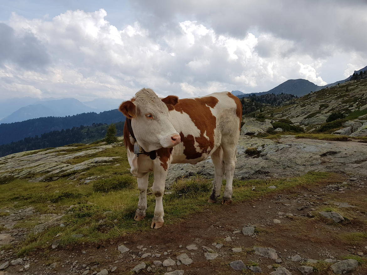 E' stato prorogato al 31 dicembre 2020 il termine di presentazione delle domande di concessione del contributo previsto per i coltivatori diretti, mezzadri e coloni, operanti in aziende zootecniche ubicate in zone svantaggiate, per i versamenti effettuati in forme di pensione complementare nell'anno 2019. Lo ha deciso la Giunta provinciale su proposta dell'assessore alle politiche sociali Stefania Segnana.