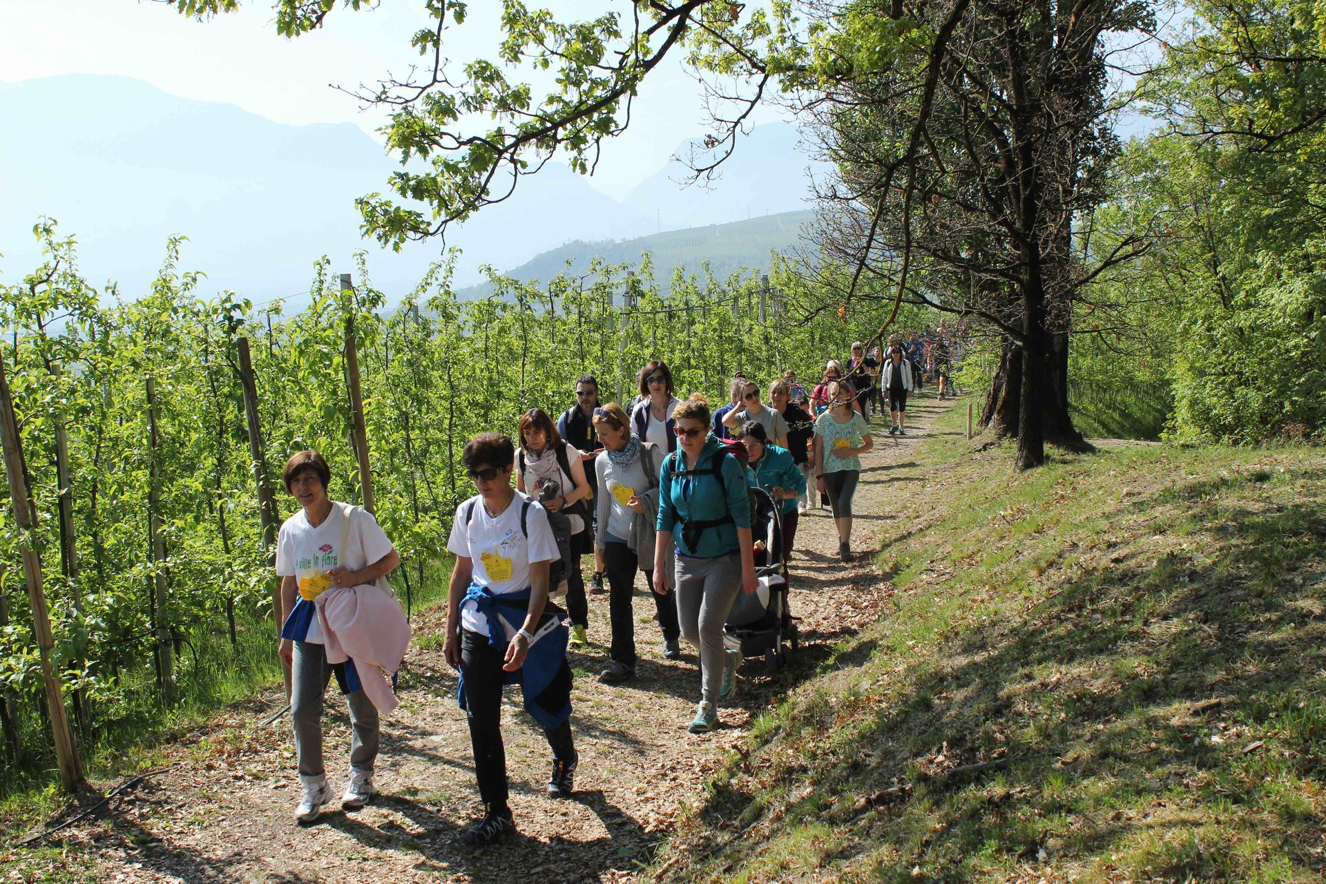 Attesi molti turisti e famiglie di residenti alla 43esima edizione della manifestazione trentina cui il Consorzio riserverà un kit degustazione con mele, barrette di frutta e snack essiccati.