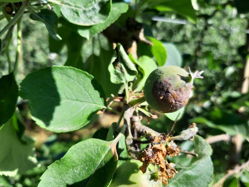 Centinaia le aree controllate e 162 i campioni analizzati tra melo, pero, rosacee ornamentali. La FEM: “sorvegliate bene i frutteti e attenzione alle piante ornamentali”.