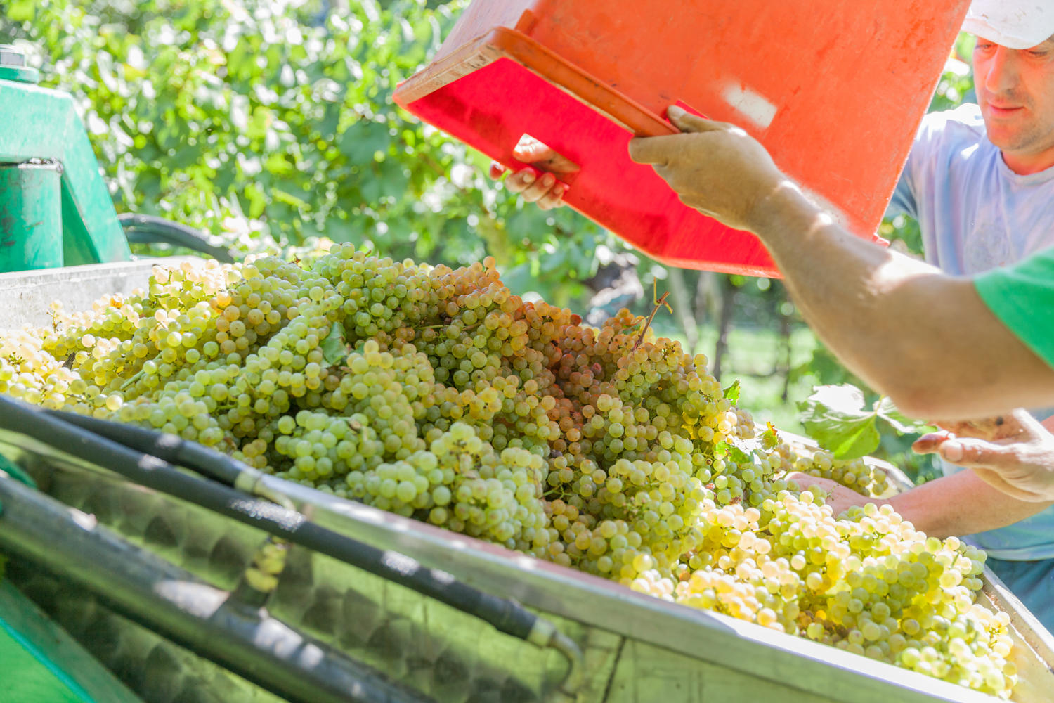 I nuovi progetti di promozione dei vini trentini sui mercati dei Paesi terzi (extra Ue) potranno contare per la campagna 2019/2020 su un finanziamento complessivo di circa 1.767.000 euro, attraverso risorse comunitarie assegnate alla Provincia autonoma di Trento dal Programma nazionale di sostegno, e da fondi provinciali aggiuntivi che copriranno il 30 per cento delle spese sostenute, fino ad un massimo di 120.000 euro di contributo addizionale a favore di progetti presentati da soggetti aggregativi. 