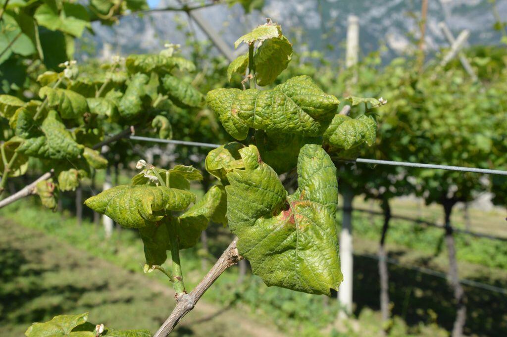 La Fondazione Edmund Mach invita gli agricoltori, tramite specifica comunicazione tecnica inviata nelle scorse settimane, a prestare attenzione ai propri campi durante il periodo della raccolta. Sia nel caso delle uve per il problema della flavescenza dorata che delle mele per la malattia da quarantena del colpo di fuoco batterico, l’attenzione deve restare molto alta con adeguati e costanti controllo in campo.