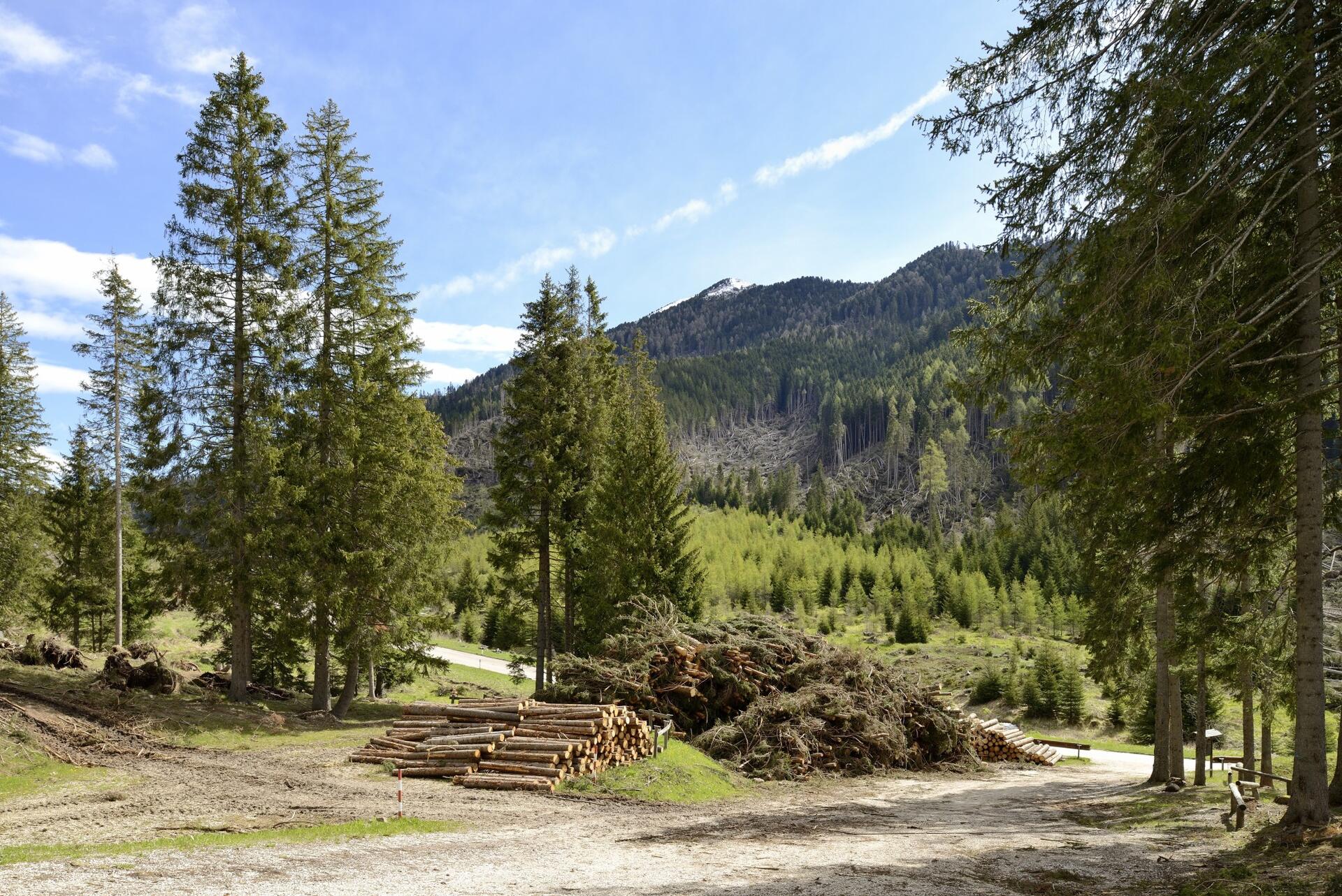 La Provincia autonoma di Trento lancia un’iniziativa per sostenere le imprese che si occupano di lavori boschivi in una fase successiva all’emergenza Vaia. Su proposta di Giulia Zanotelli, assessore all’agricoltura, foreste, caccia e pesca, la Giunta provinciale ha approvato la delibera con cui si dà l’avvio al bando annuale 2021 rivolto alle aziende per l’acquisto di mezzi e attrezzature forestali.